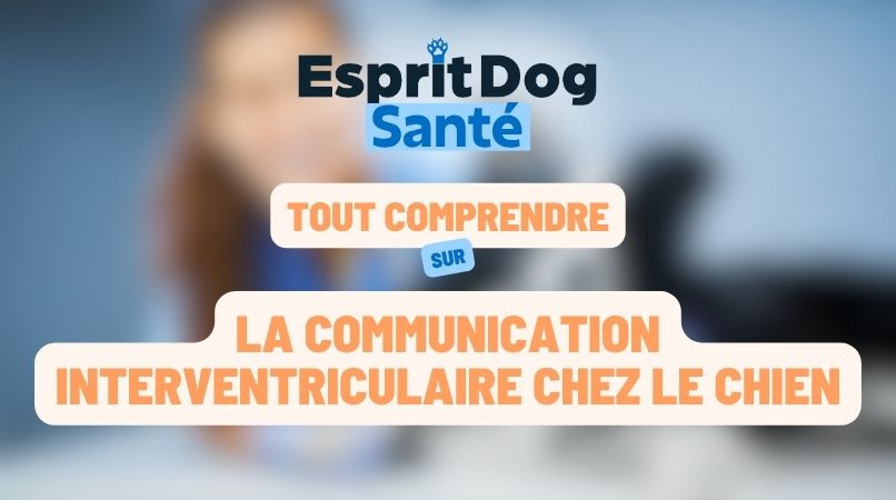 La communication interventriculaire chez le chien