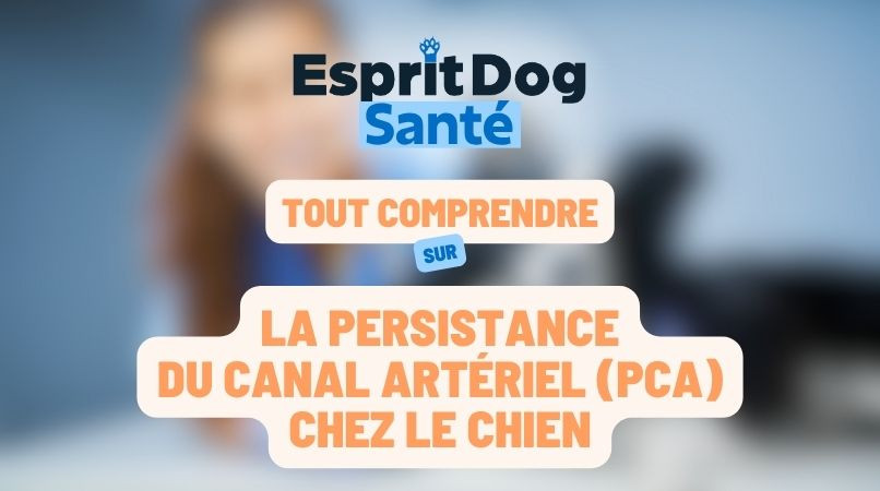 La persistance du canal artériel (PCA) chez le chien