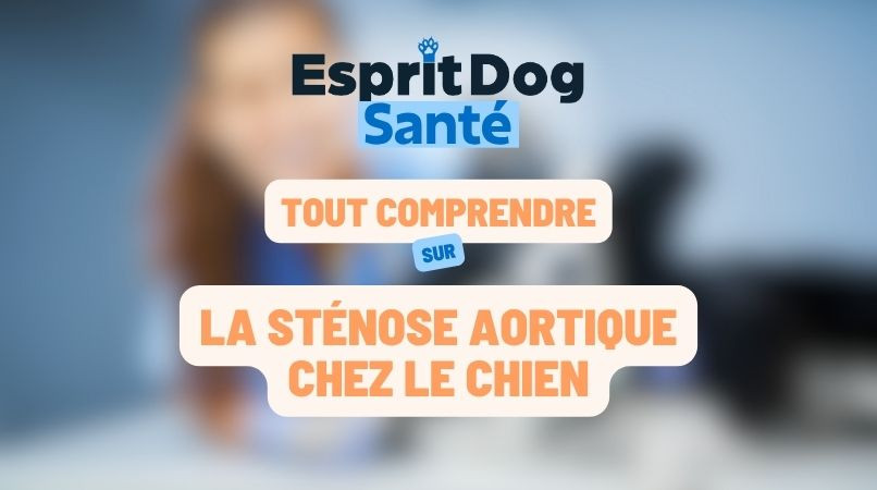 La sténose aortique chez le chien