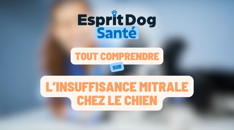 L’insuffisance mitrale chez le chien