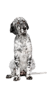 Le Setter Anglais : un bon chien de chasse, mais pas seulement !