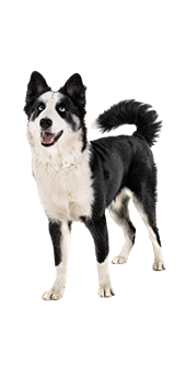 Le Laïka de Iakoutie, le chien venu du Grand Nord