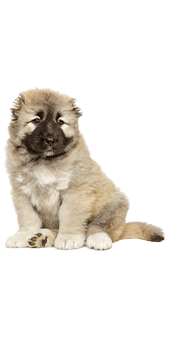 Le Berger du Caucase, un bon gros géant à la maison