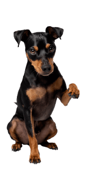 Le Pinscher nain, un chien de petite taille au fort caractère
