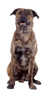 Le Cão Fila (Fila de Sao Miguel), un chien robuste en connexion avec son maître