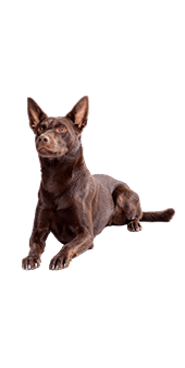 Le Kelpie, un chien de caractère actif et proche de son maître