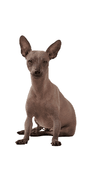 Le Chien nu du Mexique (Xoloitzcuintle), une race dynamique
