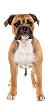 Le Bulldog Continental, un chien autonome encore peu répandu