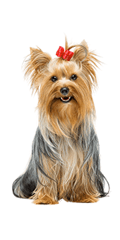 Le Yorkshire terrier, un chien de petite taille avec un caractère de grand