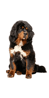 Le Dogue du Tibet, un chien de famille qui va à son propre rythme