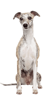 Le Whippet, un chien sportif au tempérament calme