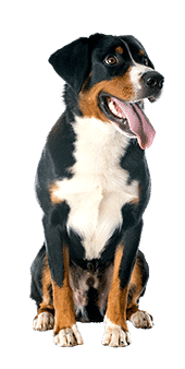 Le Grand Bouvier Suisse, un chien sensible dans un corps de géant