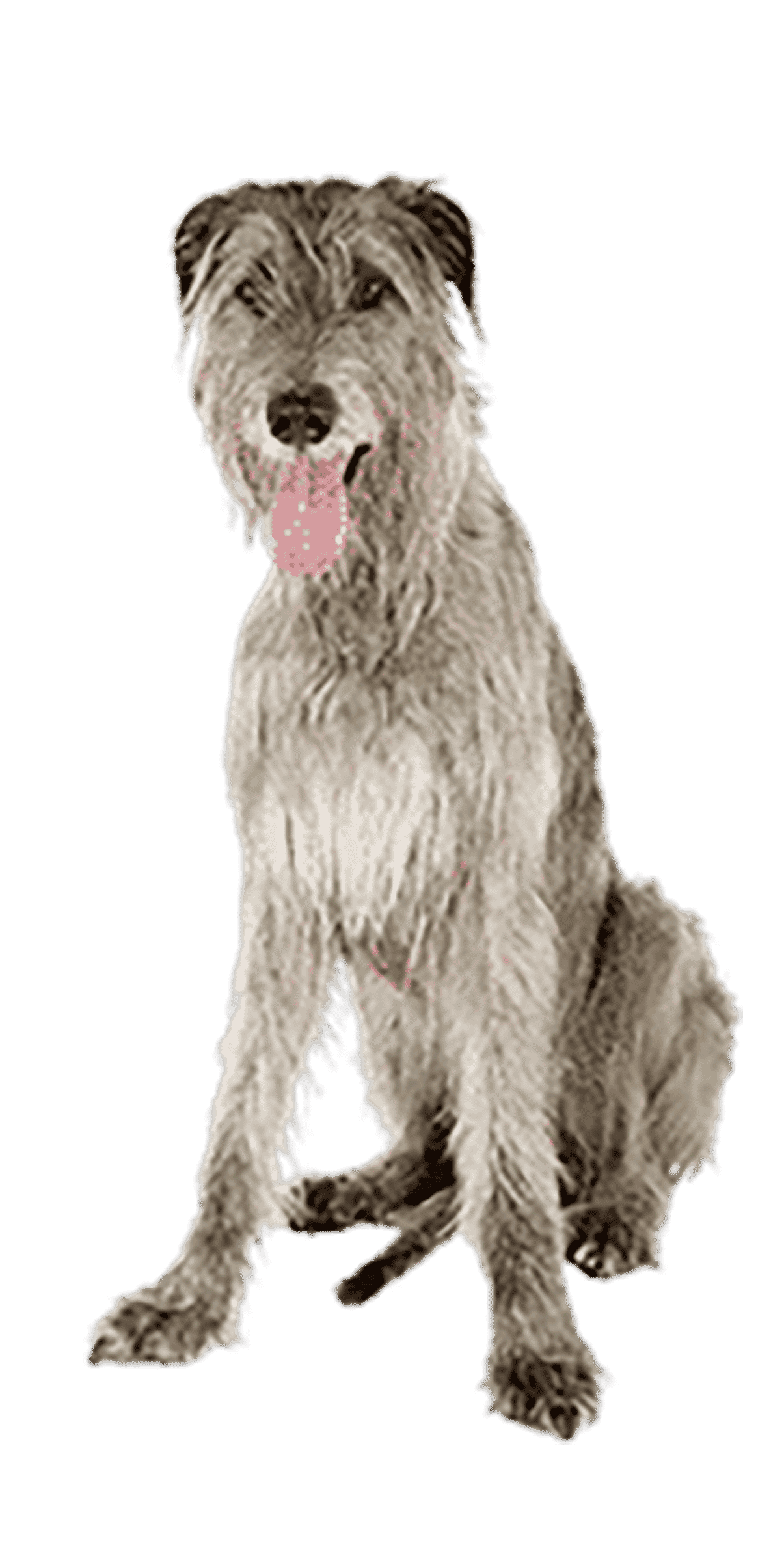 L’Irish Wolfhound (Lévrier Irlandais) : un géant avec un cœur de sensible