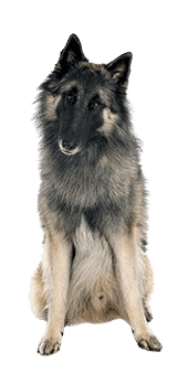 Le Berger Belge Tervueren, un chien polyvalent et sensible