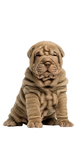 Le Shar Pei (ou Sharpeï) : un chien ancestral à plis