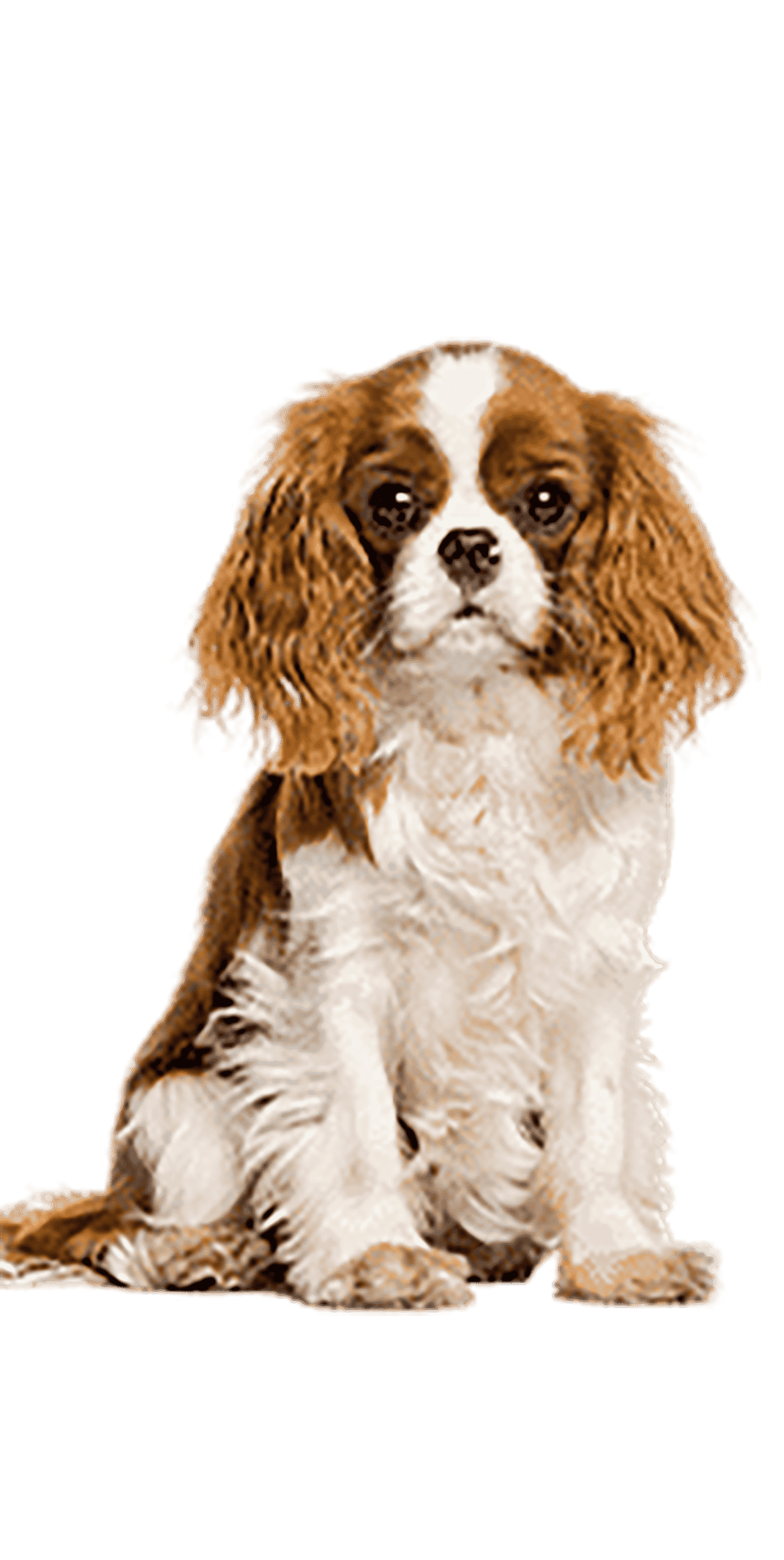 Le Cavalier King Charles, un chien affectueux et facile à vivre !