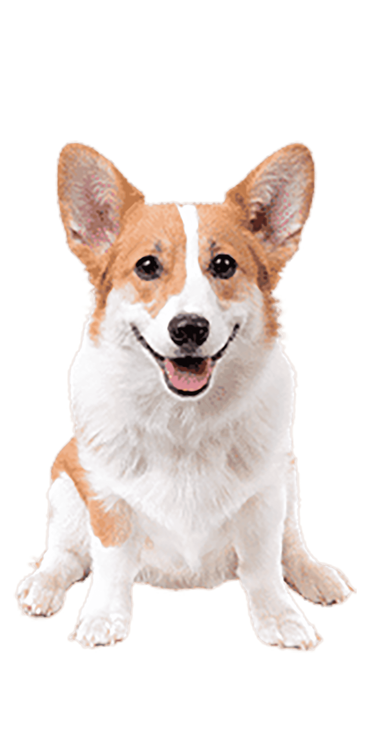 Le Corgi, un petit chien de berger avec le mental d’un grand