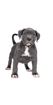 L’American Bully : un chien joueur non reconnu