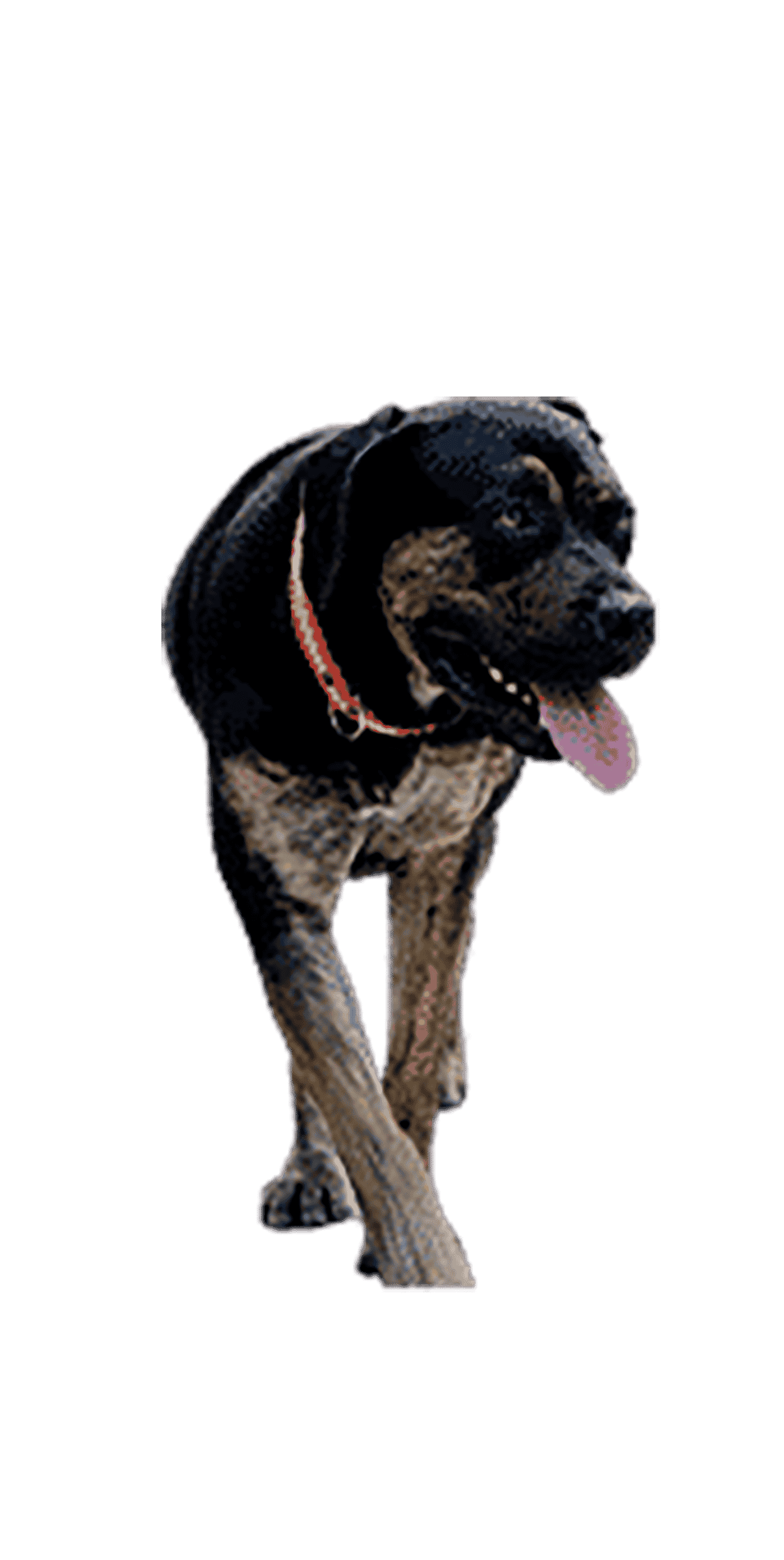 L’Alano Espagnol, un chien extraordinaire aux multiples capacités