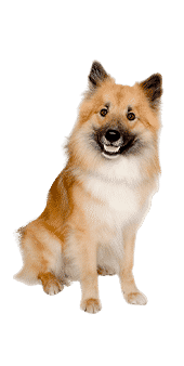 L’Eurasier, un chien indépendant victime de clichés