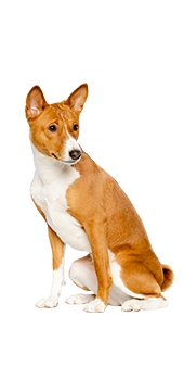 Le Basenji : un petit chien vif et espiègle