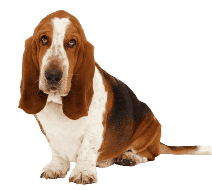 Le Basset Hound, un chien actif et très sociable