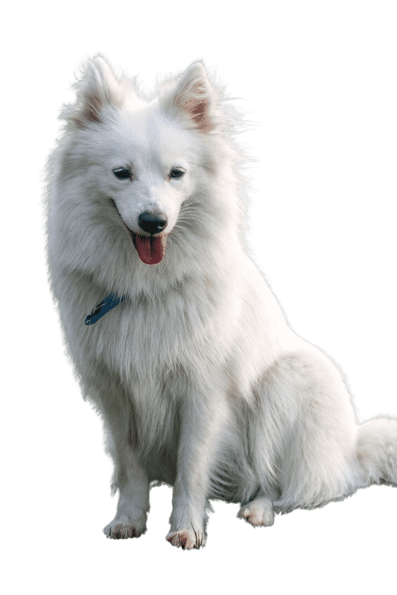 Le Spitz japonais, un chien de famille intelligent et actif