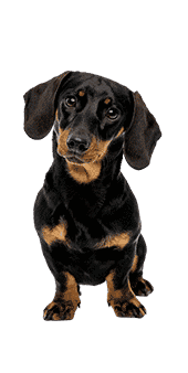 Le Teckel, un petit chien de chasse au caractère affirmé