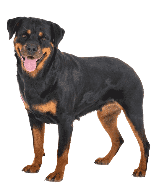 Le Rottweiler, un chien puissant au tempérament énergique !