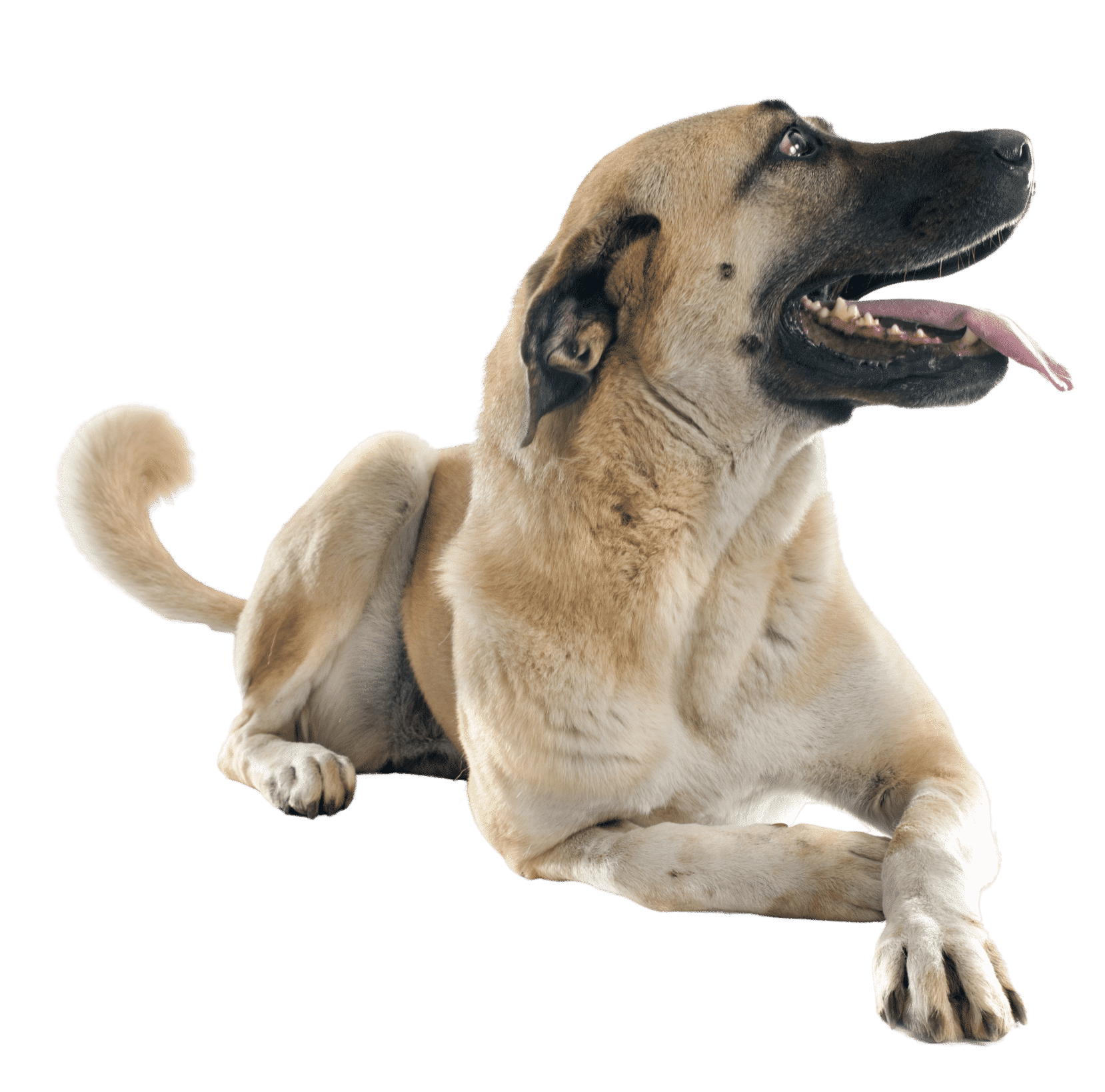 Le Kangal, un chien de berger pour un maître leader