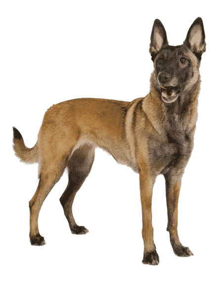 Le Malinois, un chien actif et pertinent !