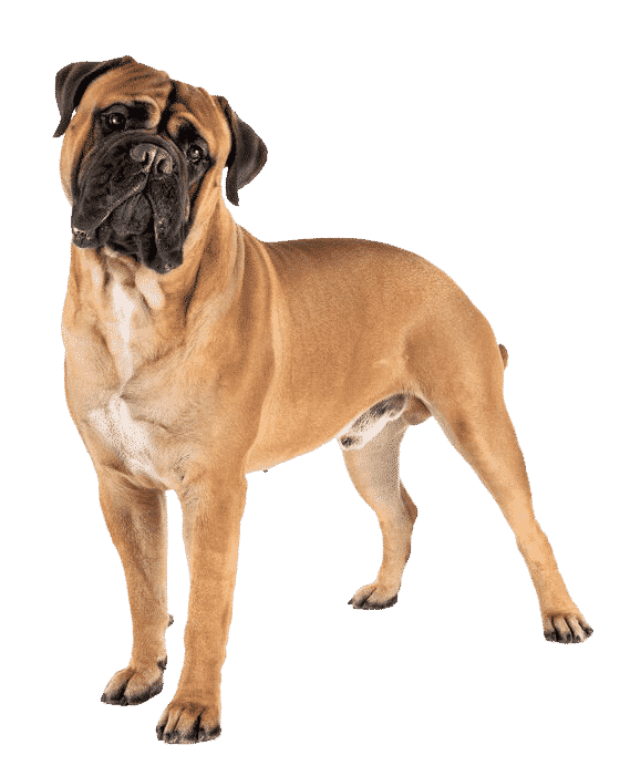 Le Mastiff, un chien très sensible