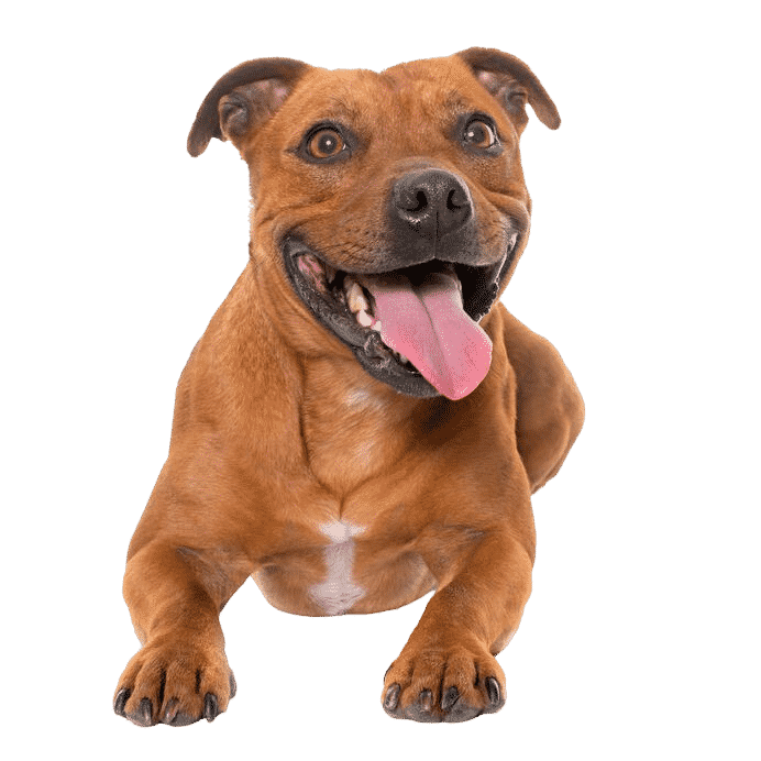 Le Staffie, une boule d’amour victime d’idées reçues