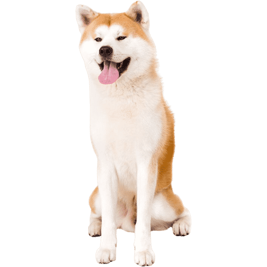 L’Akita Inu, un chien qui s’adapte au fonctionnement/caractère de son maître !