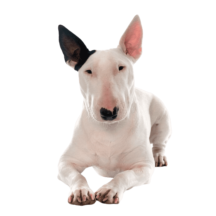 Le Bull Terrier, un chien de compagnie idéal !