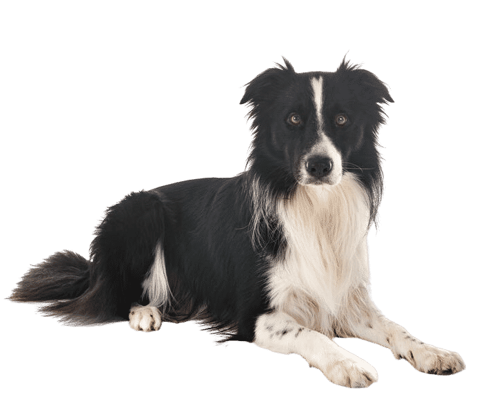 Le Border Collie, un compagnon fidèle et loyal