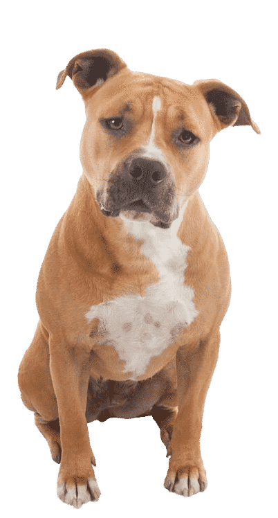 L’American Staff, ce chien très sociable victime d’une mauvaise image