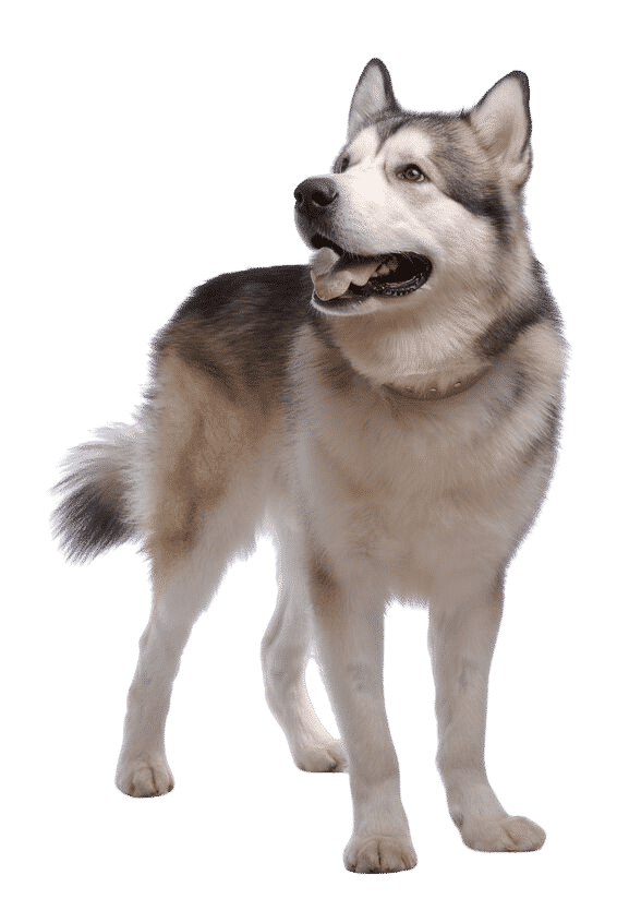 Le Malamute d’Alaska, un compagnon intelligent et dévoué