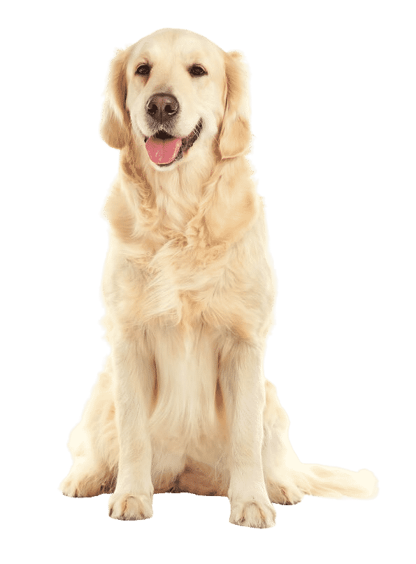 Le Golden Retriever, un chien jovial aux multiples talents