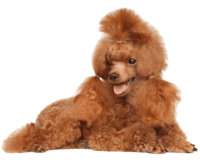 Le Caniche, un chien à sortir et à redécouvrir