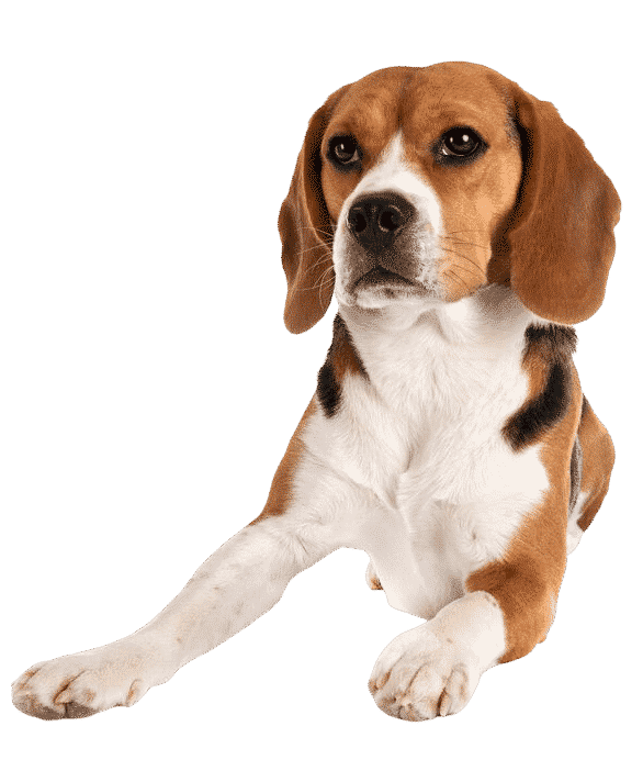 Le Beagle, un chien qui aime être entouré