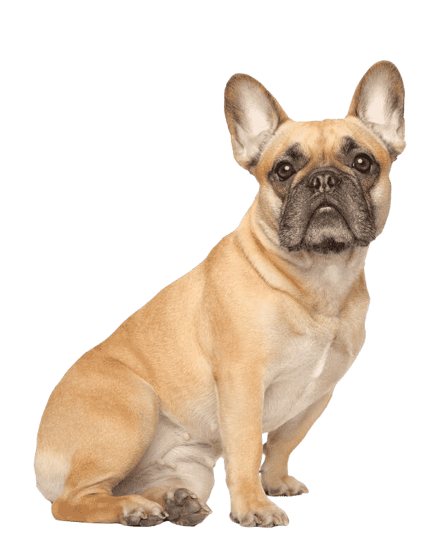 Le Bouledogue Français, un chien affectueux qui aime jouer