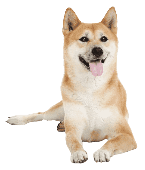 Le Shiba Inu, un compagnon loyal