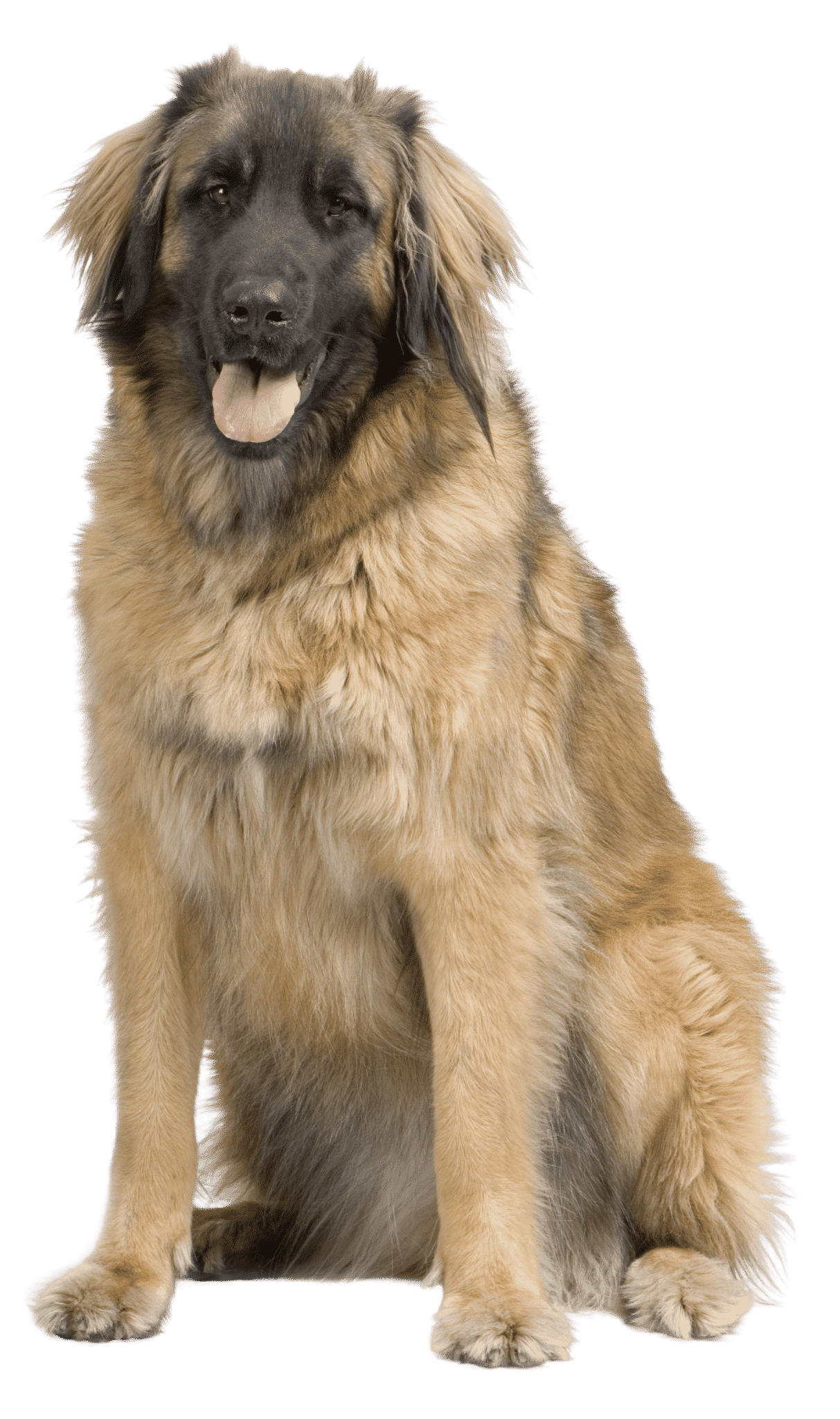 Le Leonberg, un géant au grand cœur