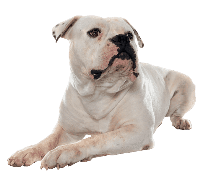 Le Bouledogue Américain, un modèle de loyauté