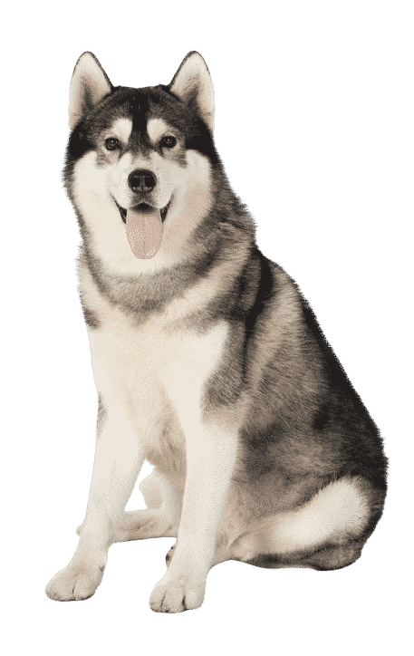 Le Husky, un chien indépendant victime d’idées reçues