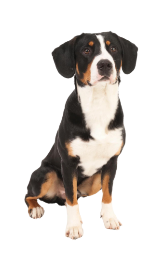 Le Bouvier Bernois, un chien fidèle qui a besoin d’attention