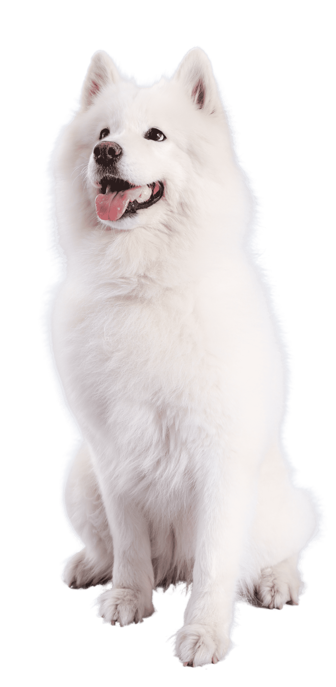 Le Samoyède, un chien élégant mais sensible