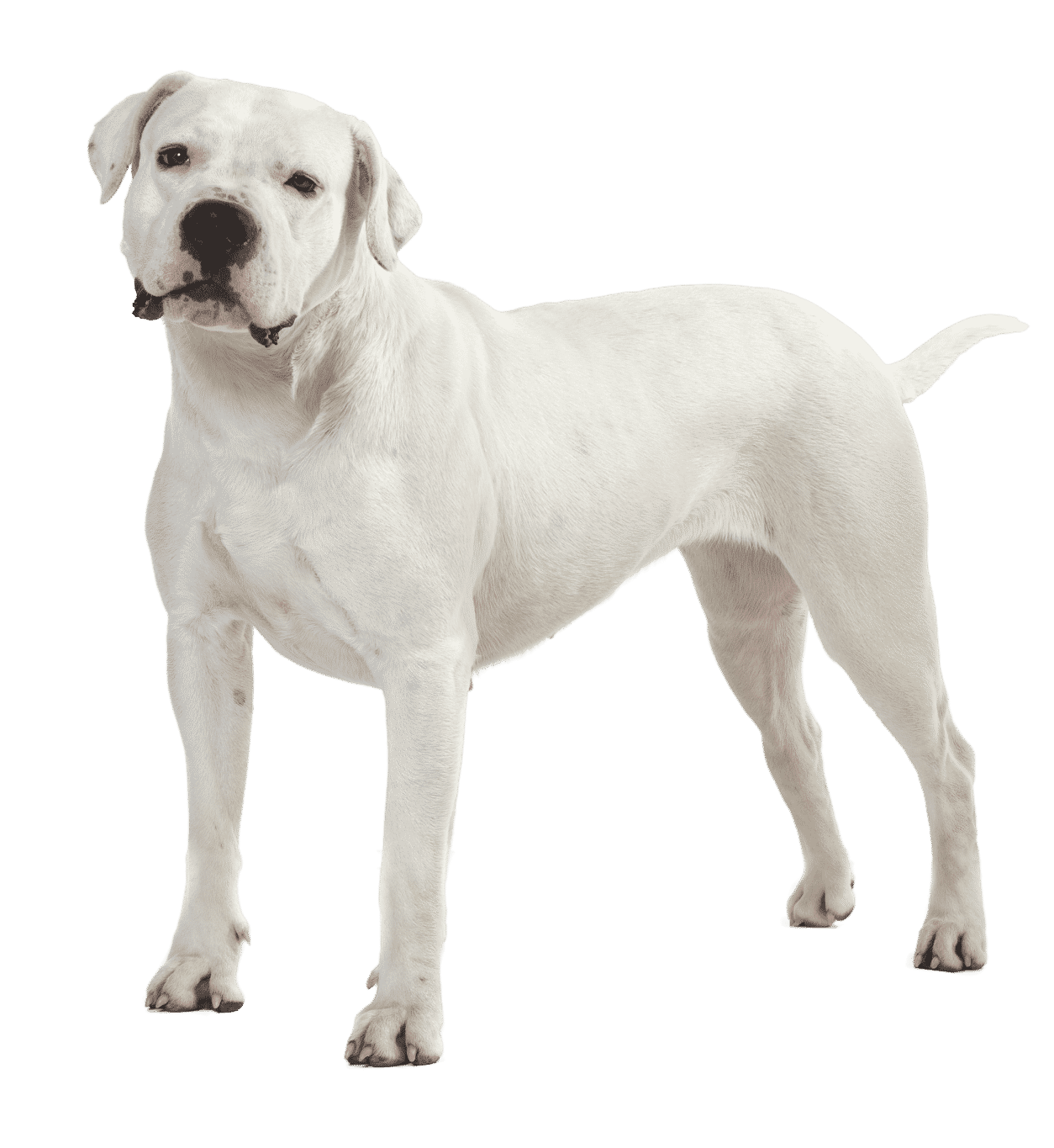 Le Dogue Argentin, un chien loyal qui demande de la tendresse