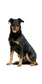 Le Beauceron, un chien exceptionnel qui a besoin d’un maître leader